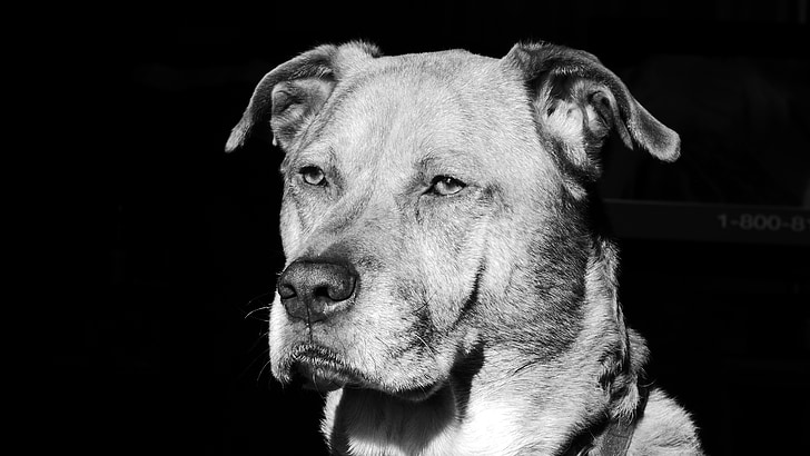 cão, Boxer, Labrador, raça misturada, preto e branco, animal, animal de estimação