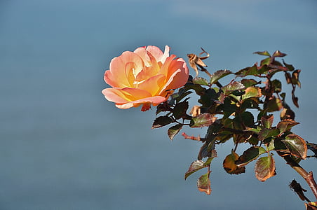 τριαντάφυλλα, λουλούδι, φύση, μακροεντολή, ροζ, τριαντάφυλλο, πράσινο