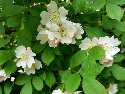 multiflora floare, Tara, timiditate