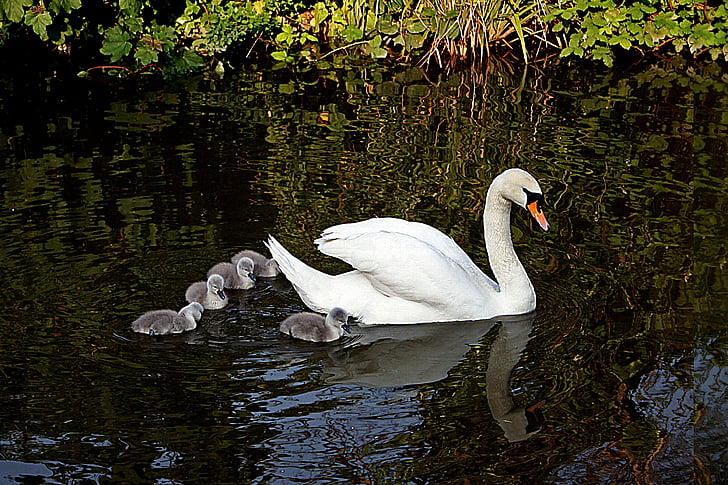 swan, bird, cygnets, baby, young, wildlife, nature