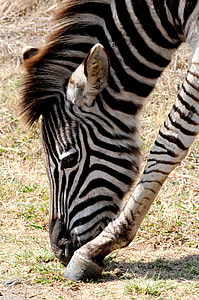 Zebra, vilde dyr, Afrika, striber, tegning, Zebra striber, sort og hvid stribet
