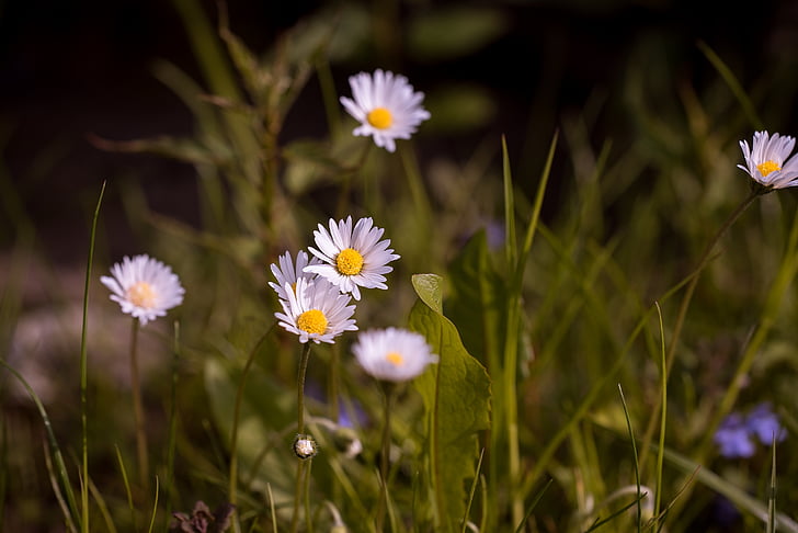 Daisy, puntige bloem, weide, bloem, natuur, wit, zomer