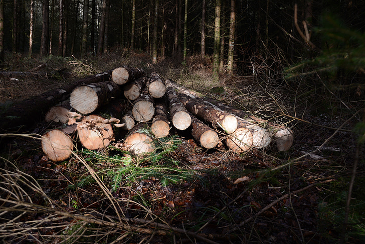 ξύλο, δάσος, αρχείο καταγραφής, δέντρο, φύση, βιομηχανία ξυλείας, δασικών εκτάσεων