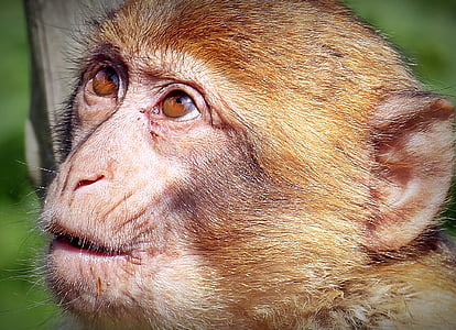 mono de Barbary, mono, primate, animal joven, animal, Retrato, naturaleza