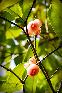 frutti di Jambu, Jumbu, pianta, natura, Sri lanka, Mawanella, Ceylon