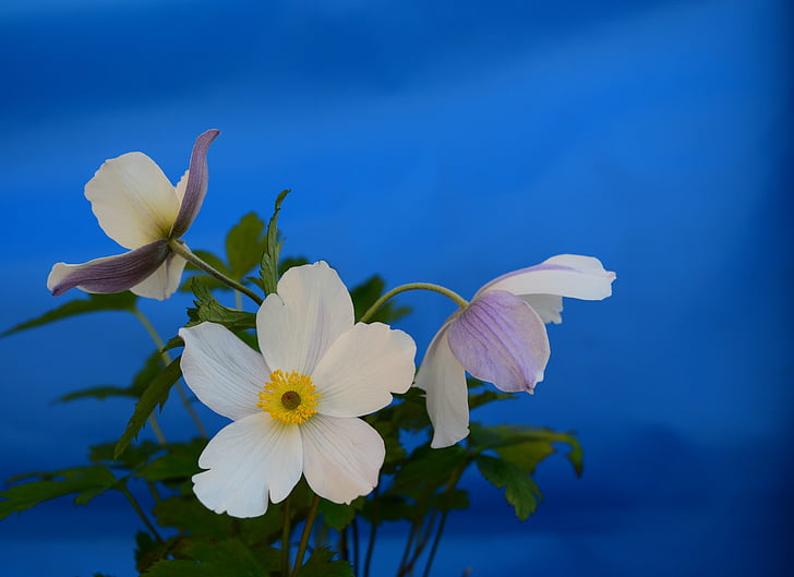 Anemone de, blanc, flor, floral, pètal, planta, natura