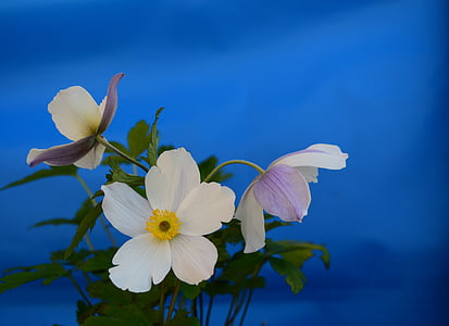 Anemon, putih, bunga, bunga, kelopak, tanaman, alam