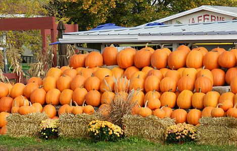 pumpkins, patch, gourd, autumn, fall, vegetables, market