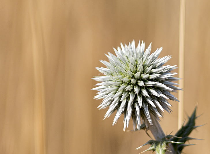 thistle, nature, prickle, plant, torn, field, outdoor