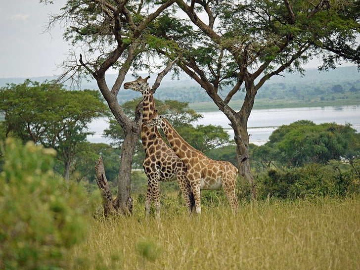 Rothschild zsiráfok, Uganda, pár, vadon élő állatok, zsiráfok, Afrika, nemzeti park