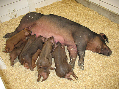 pig, piglets, farm, agriculture, animal, cute, pork