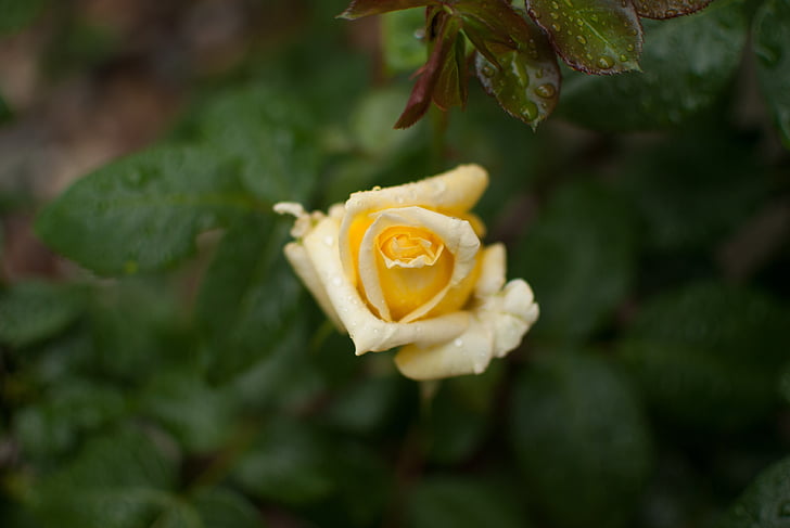geltona rožė, Rožė, gėlė, rožės baltos, sodas, pavasarį, rožių žiedlapių