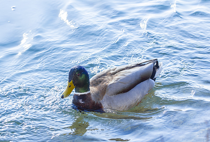 duck, water bird, nature, drake