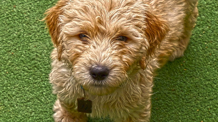 dog, puppy, golden doodle, pet, curly, fur, one animal
