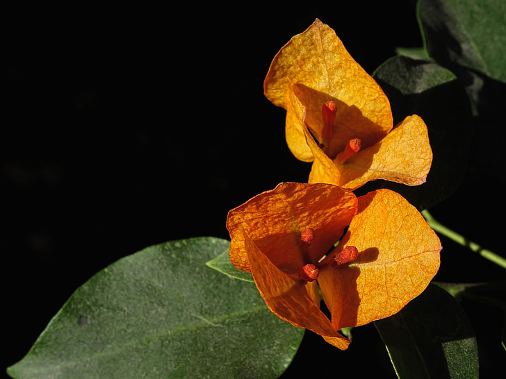 blomst, blomsterhave, Bougainvillea, tredobbelt blomst, Nyctaginaceae orange, natur, gul blomst