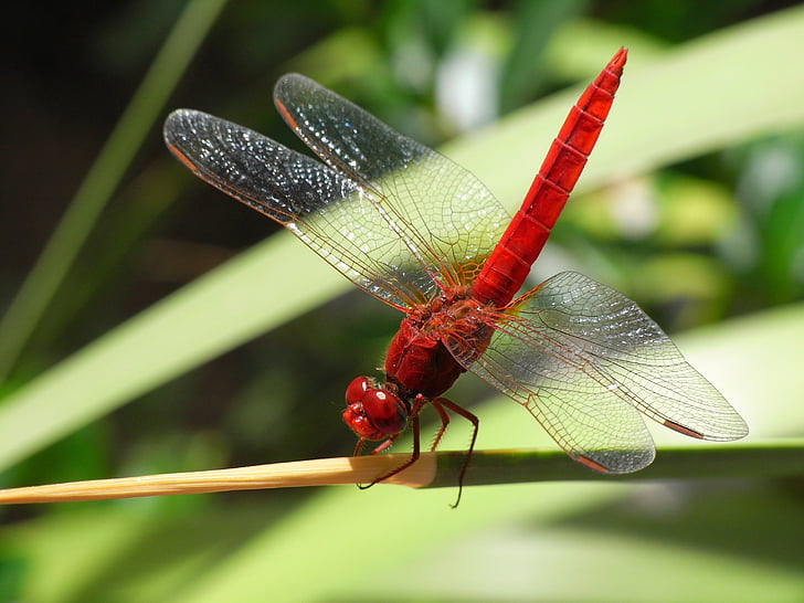 Dragonfly, insekt, gemensamma skimmer, bugg, makro, Vitstjärtad, Orthetrum albistylum