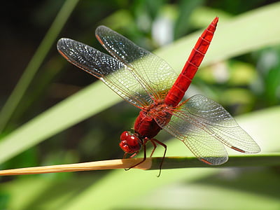 Dragonfly, hmyz, společný sběrač, Chyba, makro, běloocasý, Orthetrum albistylum