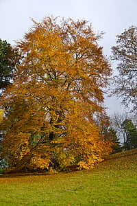 podzim, strom, listy, listy na podzim, světlo, strom na podzim, krajina