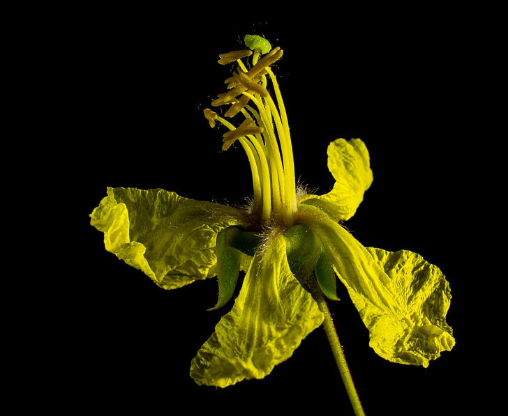 květ, Bloom, žlutá
