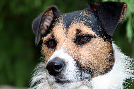 dog, jack russel, by his, parson russell, companion, terrier, animal
