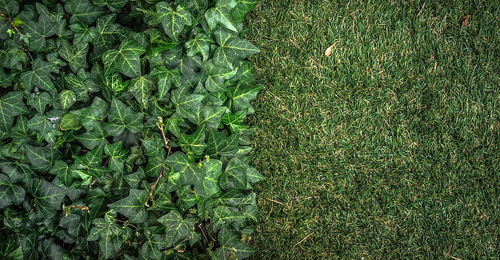 ivy, plants, grass, nature, abstract, green, leaf
