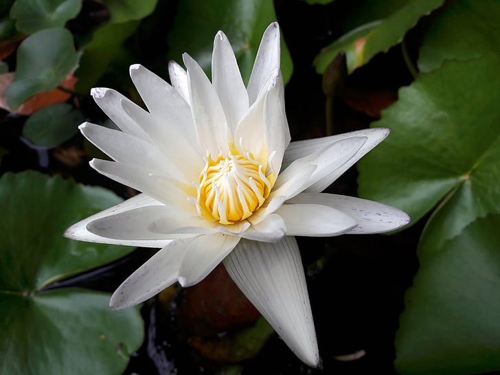Lotus, lotusblad, naturen, blommor, grön, vit lotus, färsk