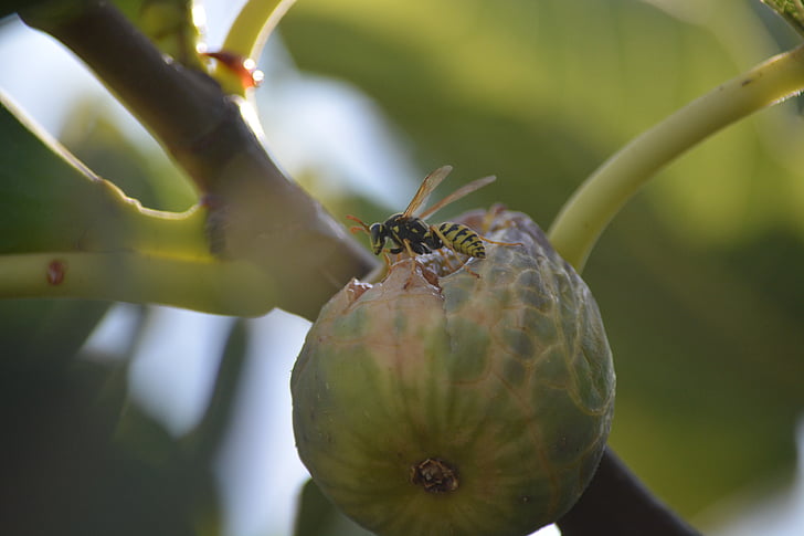 wasp, insect, fig, nature, leaf, it wasp swarm, macro