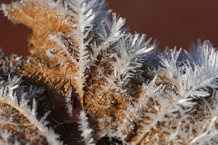 ดอกไม้น้ำแข็ง, แช่แข็ง, น้ำค้างแข็ง, eiskristalle, ฤดูหนาว, เย็น, ผลึก