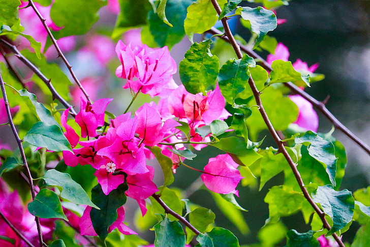pink, flower, pink flower, nature, green, spring, bright