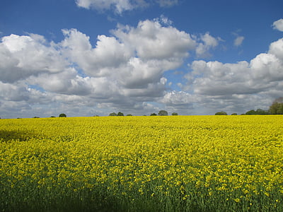 field, landscape, mecklenburg, spring, yellow, clouds, nature