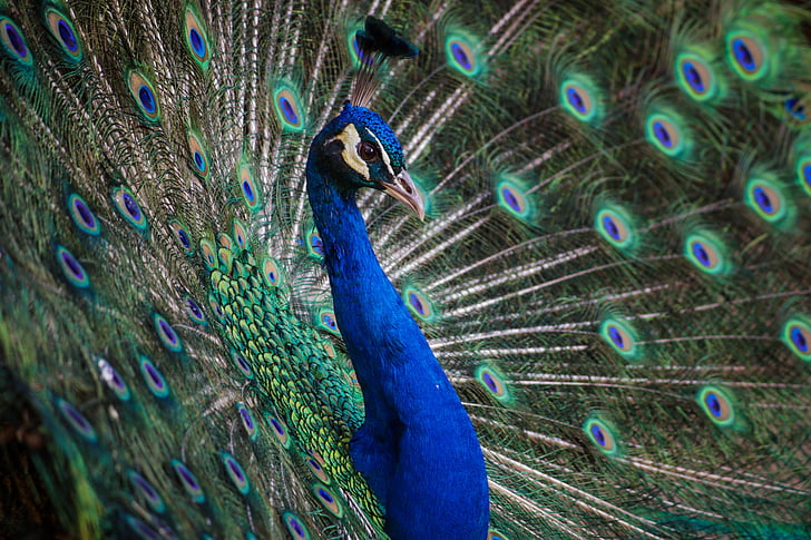 Pauw, Peacock, blauw, veer, vogel, dier, dierentuin