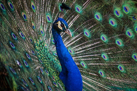 pavo real, pavo real, azul, pluma, pájaro, animal, Parque zoológico
