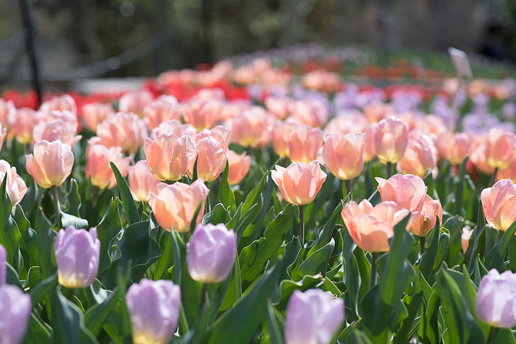 tulipanes, jardines de Sherwood, flores, Tulip, naturaleza, primavera, flor