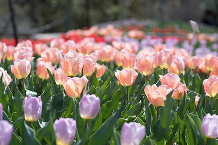 tulipany, ogrody Sherwood, kwiaty, Tulipan, Natura, wiosenny, kwiat