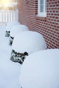 stiprus sniegas, sniego, sniegas ant krūmų, sningant, lauke, žiemą, kuriems