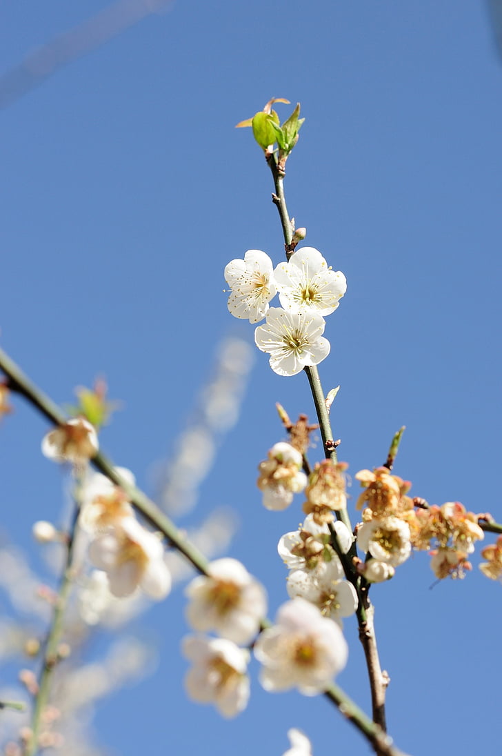 szilva, Plum blossom, virág, tavaszi, napsütés, fa, szakasz