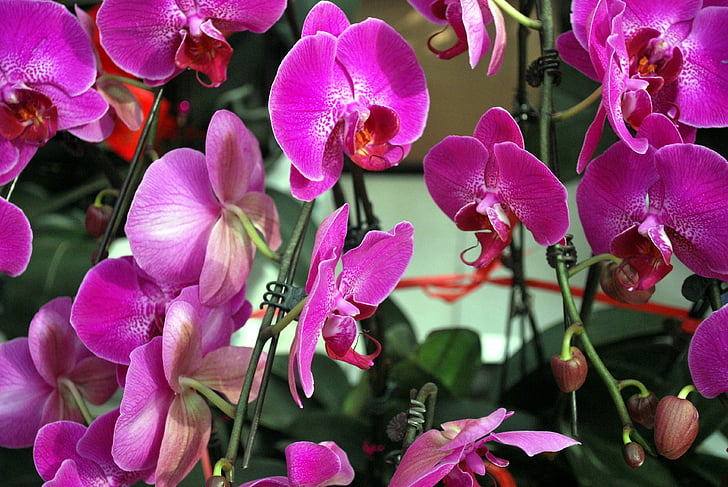 Orquídea, orquideas, púrpura, familia, flores, flor