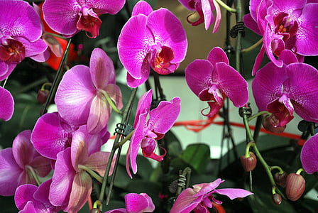 orchidėja, orchidėjos, violetinė, šeima, gėlės, gėlė