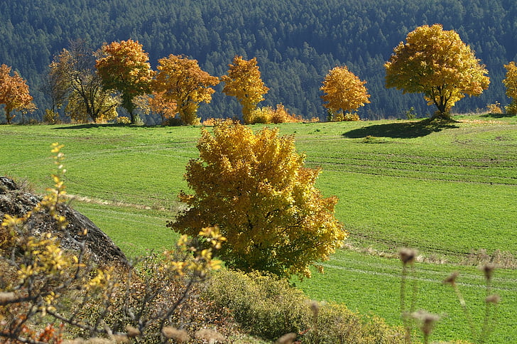 herfst, Gouden, Gouden herfst, Fall gebladerte, Bladeren in de herfst, Gouden oktober, natuur