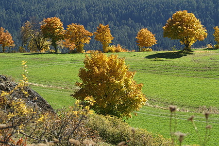 Outono, dourado, Outono dourado, folhagem de outono, folhas no outono, Outubro de ouro, natureza