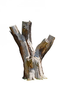 árvore, coto, mortos, close-up, textura, casca, isolado