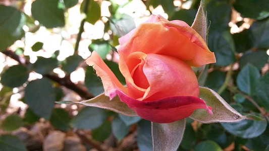 Bud, color de rosa, planta, naturaleza, jardín, primavera, hoja