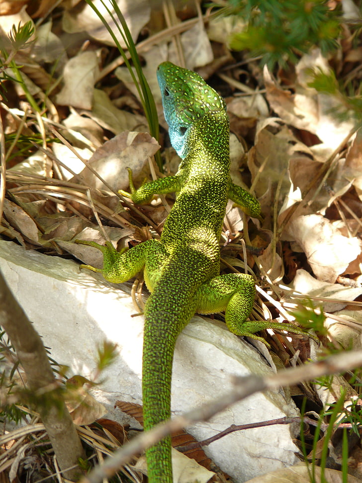 emerald lizard, lizard, reptile, animal, fauna, creature, nature