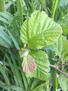 hazelnut leaves, spring, green, leaf, plant, fresh, hazelnut