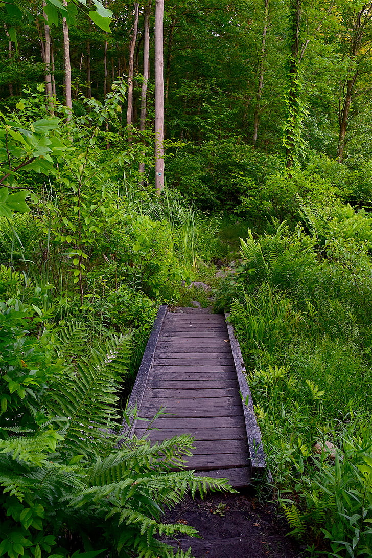 tiltas, medinis, miško, Gamta, medienos, lauko, žalia