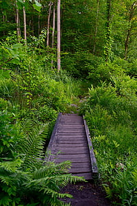 bridge, wooden, forest, nature, wood, outdoor, green