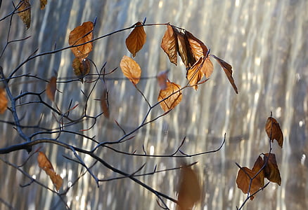 autumn, leaves, golden, foliage, november, environment, branch