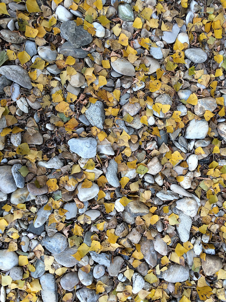 stones, colorful, structure, pebble, many, leaves, autumn