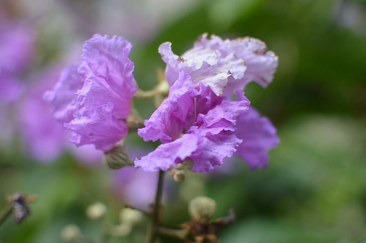 Purple, fleur, beauté