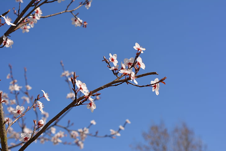Cherry, frühlingsanfang, blommor, vårblomma, våren, Rosa, vit
